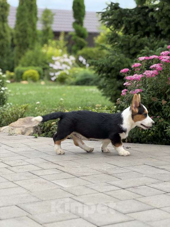 Собаки в Москве: Корги щенок  Мальчик, Бесплатно - фото 3