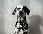 Собаки в Иркутске: Щенок далматина (девочка) Девочка, 35 000 руб. - фото 7