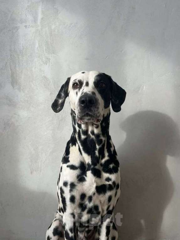 Собаки в Иркутске: Щенок далматина (девочка) Девочка, 35 000 руб. - фото 7
