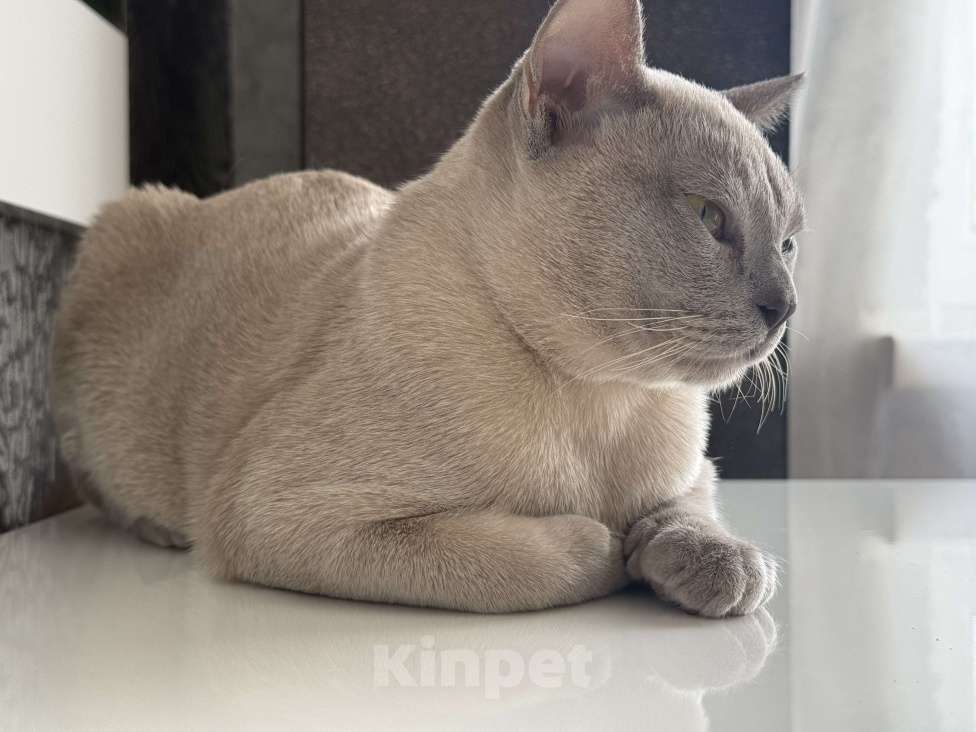 Кошки в Георгиевске: Котенок Мальчик, 20 000 руб. - фото 3