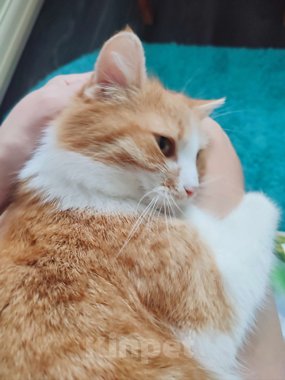 Кошки в Туле: Трогательная Сима ищет СВОЙ дом Девочка, Бесплатно - фото 8