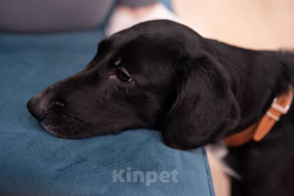 Собаки в Люберцах: Метис овчарки и спаниеля Девочка, Бесплатно - фото 7