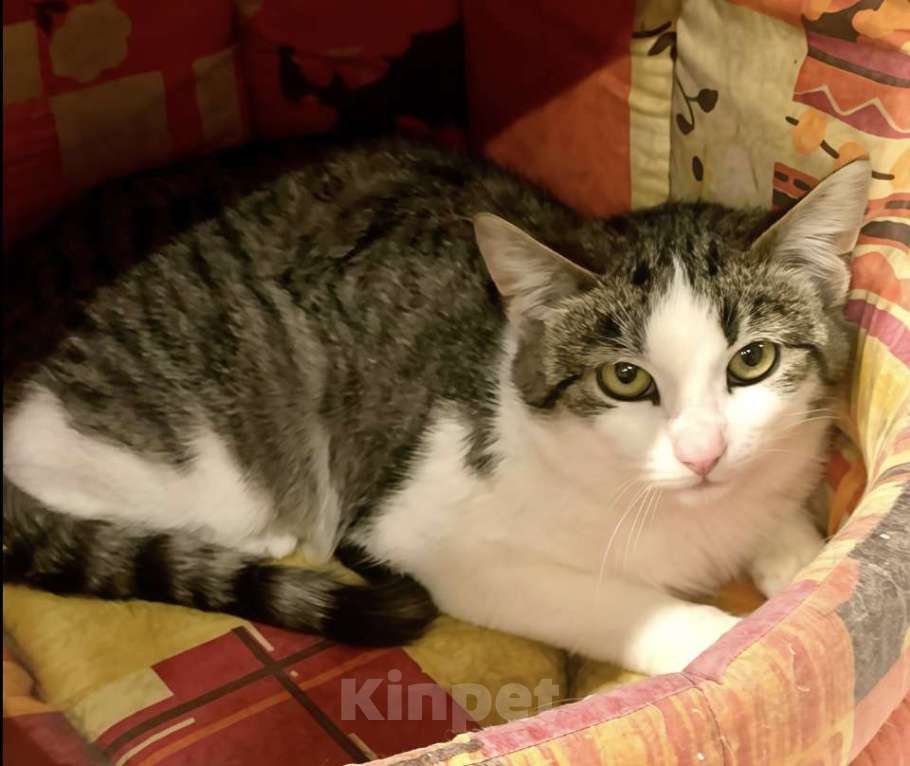 Кошки в Санкт-Петербурге: Котик Стёпка ищет дом Мальчик, Бесплатно - фото 4