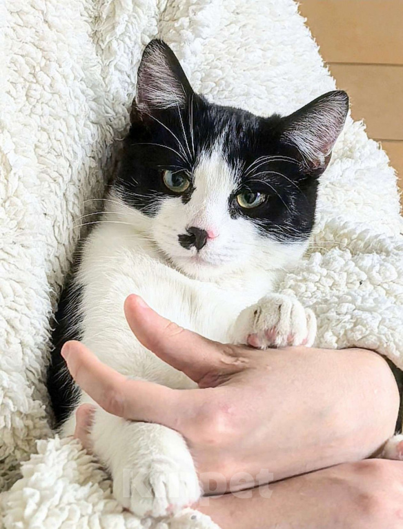 Кошки в Москве: Смешной, милый  котёнок Коржик с мухой на носу ищет дом и семью! Мальчик, Бесплатно - фото 6