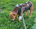 Собаки в Анапе: Красавица-ласкуша Звёздочка очень хочет стать домашней и любимой! Девочка, Бесплатно - фото 5