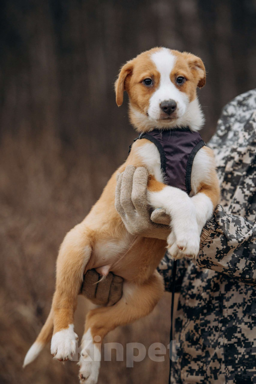 Собаки в Москве: Щенок в добрые руки Мальчик, Бесплатно - фото 8