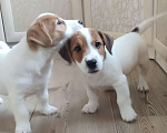 Собаки в других городах Ленинградской области: Джек Рассел, щенки мальчики Мальчик, Бесплатно - фото 5