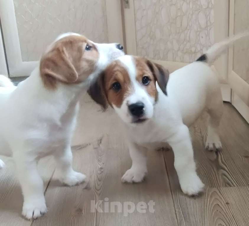 Собаки в других городах Ленинградской области: Джек Рассел, щенки мальчики Мальчик, Бесплатно - фото 5