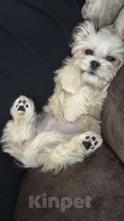 Собаки в Москве: Мальтипу лучший малыш Мальчик, Бесплатно - фото 6