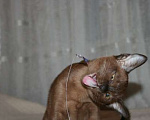 Кошки в Липецке: Бурманские котята Мальчик, Бесплатно - фото 1