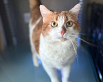 Кошки в Санкт-Петербурге: Яркий и ласковый кот Павлик Мальчик, Бесплатно - фото 1