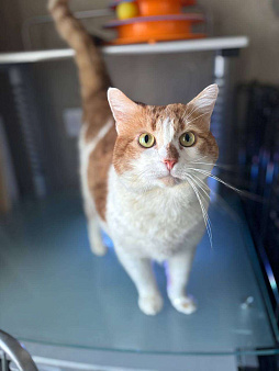 Яркий и ласковый кот Павлик