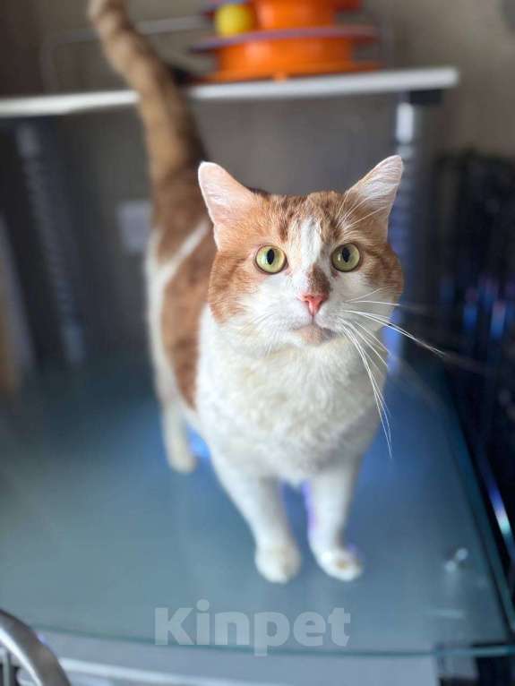 Кошки в Санкт-Петербурге: Яркий и ласковый кот Павлик Мальчик, Бесплатно - фото 1