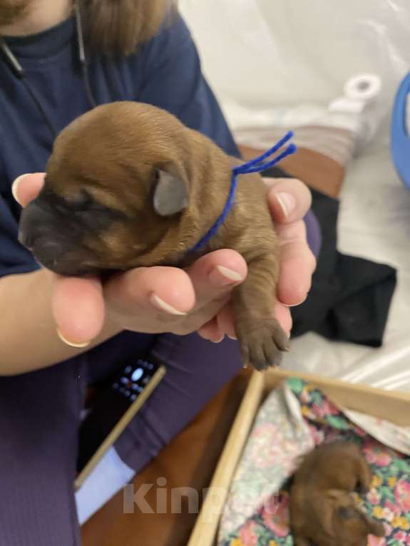 Собаки в Котельнике: Щенки терьера   Лисии и Антуана Мальчик, 80 000 руб. - фото 4