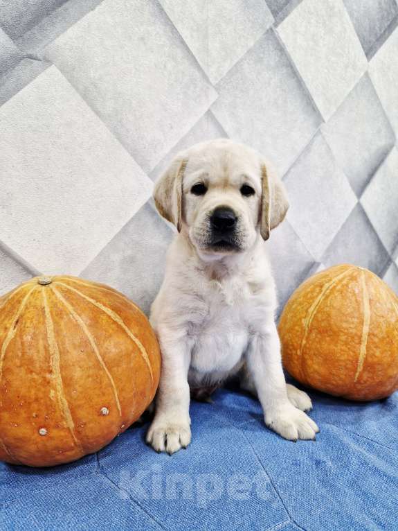 Собаки в Новокузнецке: Щенок Лабрадора мальчик Мальчик, 60 000 руб. - фото 2