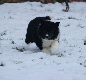 Щенки Бордер Колли 