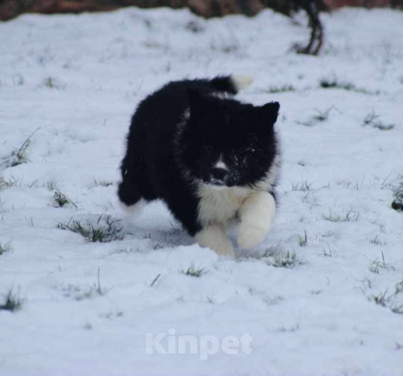 Собаки в других городах Московской области: Щенки Бордер Колли  Девочка, 90 000 руб. - фото 1