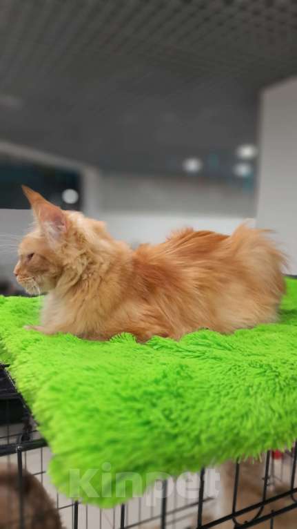 Кошки в Москве: Мейн-кун кошка Девочка, 50 000 руб. - фото 7