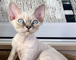 Кошки в Сочи: Котенок Девон рекс Мальчик, 55 000 руб. - фото 5