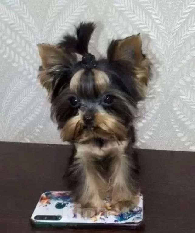 Собаки в Краснодаре: Йорк мини  Девочка, Бесплатно - фото 1