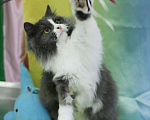Кошки в Новокубанске: Кошечка Маркиза, 10 руб. - фото 4