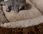 Кошки в Ростове-на-Дону: Котята Девочка, 8 000 руб. - фото 6