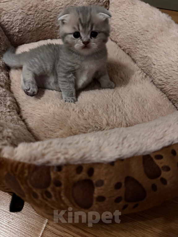 Кошки в Ростове-на-Дону: Котята Девочка, 8 000 руб. - фото 6