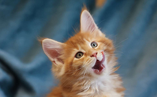 Котенок мейн-кун