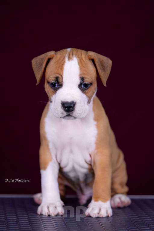 Собаки в других городах Московской области: Американского стаффордширского терьера щенки Девочка, 120 000 руб. - фото 3