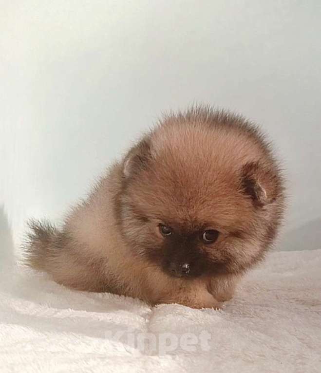 Собаки в Москве: Померанский шпиц,девочка Девочка, 25 000 руб. - фото 6