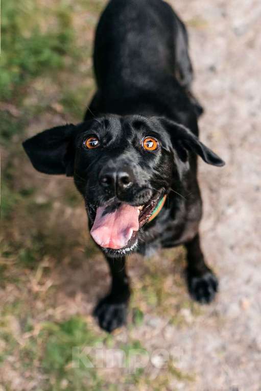 Собаки в Москве: Микролабрадор в добрые руки Девочка, Бесплатно - фото 3