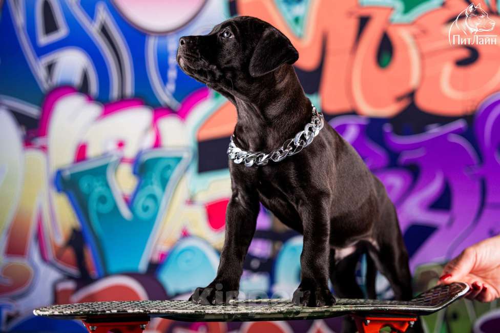 Собаки в Ульяновске: Американский питбультерьер, щенок Мальчик, Бесплатно - фото 8