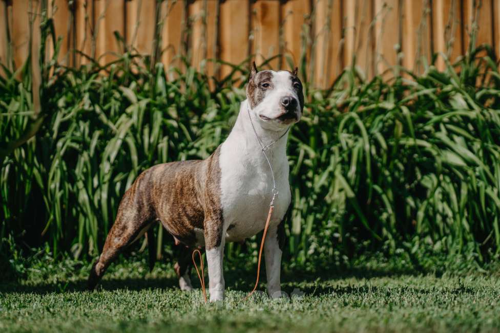 Собаки в Оренбурге: Щенки Амстаффа РКФ Девочка, 80 000 руб. - фото 8