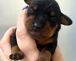 Собаки в Чехове: Великолепные щенки цверг пинчера, мини добермана Мальчик, 40 000 руб. - фото 7