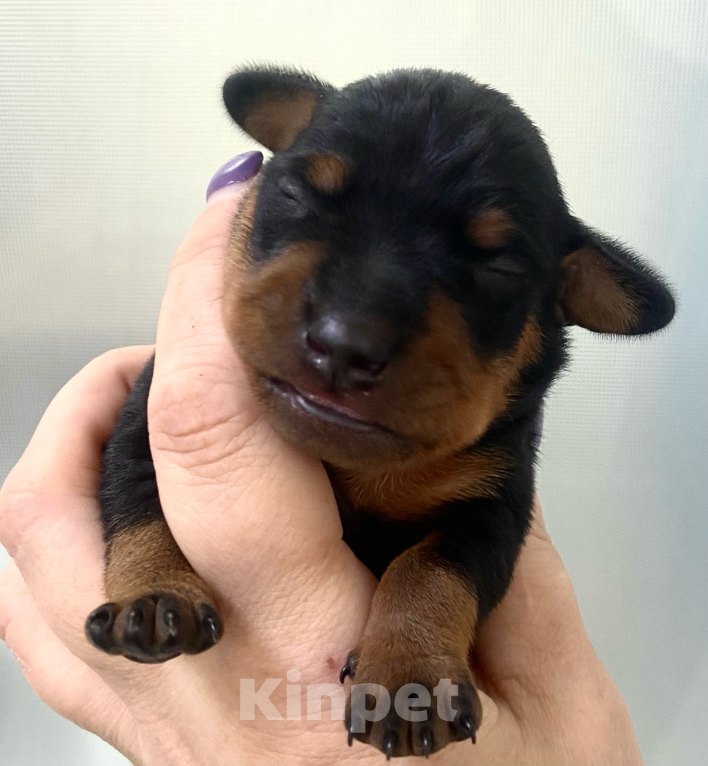 Собаки в Чехове: Великолепные щенки цверг пинчера, мини добермана Мальчик, 40 000 руб. - фото 7