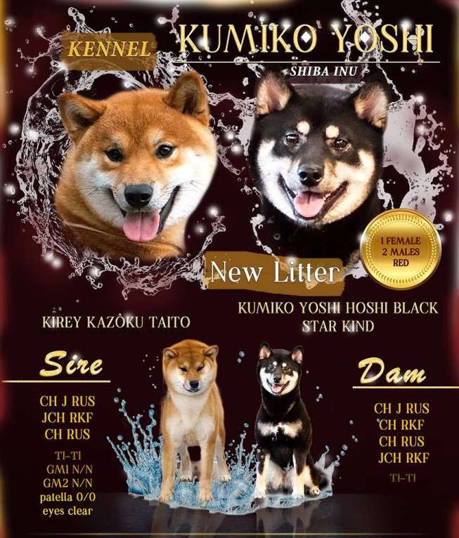 Собаки в Нижнем Новгороде: Сиба ину щенки из питомника KUMIKO YOSHI Девочка, 90 000 руб. - фото 5