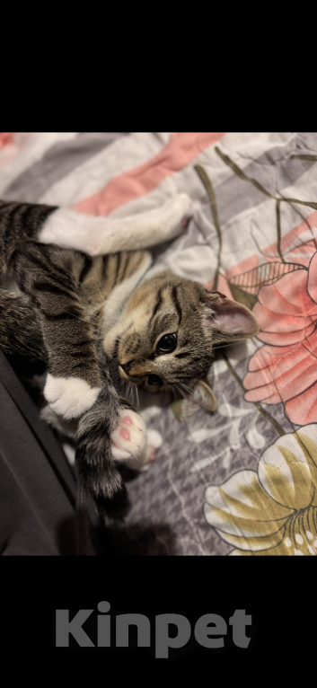 Кошки в Москве: Кот. Котик. Котенок.  Мальчик, Бесплатно - фото 3