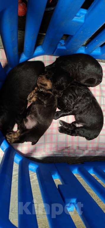 Собаки в Санкт-Петербурге: Чистокровные щенки Русского охотничьего спаниеля с родословной. Мальчик, 45 000 руб. - фото 3