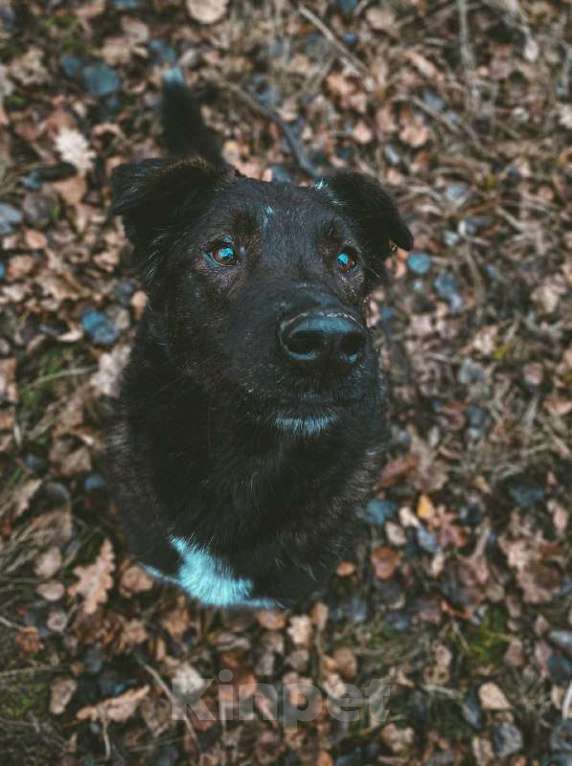 Собаки в Москве: Тиват Мальчик, Бесплатно - фото 5