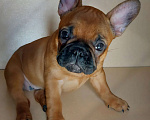 Собаки в Москве: Щенки французского бульдога Девочка, 60 000 руб. - фото 2