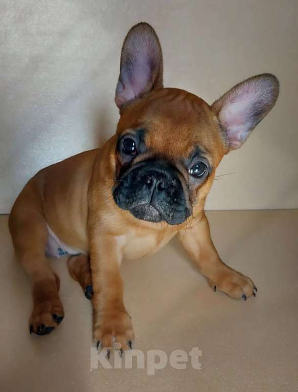 Собаки в Москве: Щенки французского бульдога Девочка, 60 000 руб. - фото 2