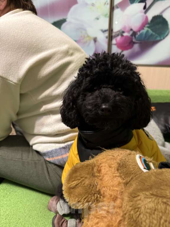 Собаки в других городах Московской области: Купер Мальчик, 3 000 руб. - фото 1