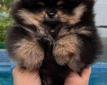 Собаки в Тольятти: шпиц Мальчик, 110 000 руб. - фото 1