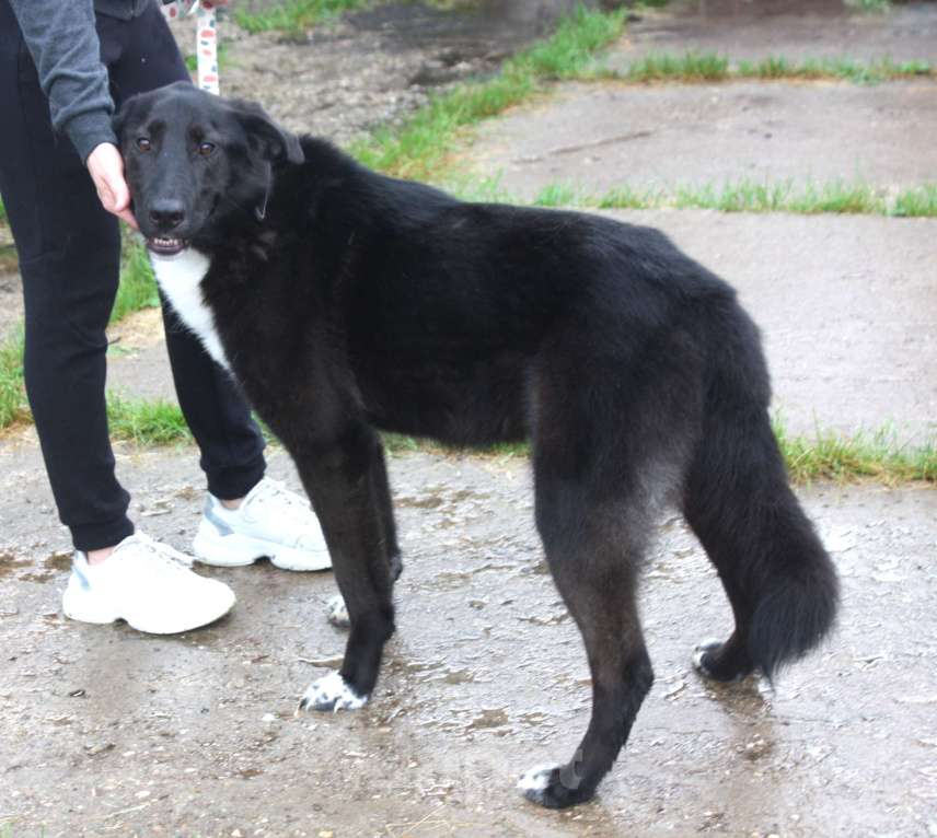 Собаки в Москве: Собака-компаньон Туман мечтает о семье и доме!!! Мальчик, Бесплатно - фото 3