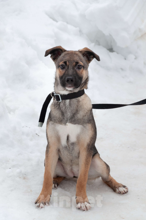 Собаки в Ногинске: Ищем дом для Ванессы — очаровательной 4х-месячной девочки, полной жизни и любви. Девочка, Бесплатно - фото 3
