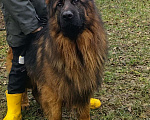 Собаки в Москве: Элитные щенки немецкой овчарки длиношерстные Девочка, 50 000 руб. - фото 7