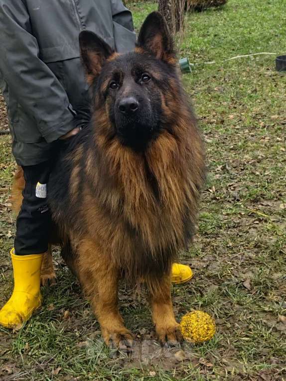 Собаки в Москве: Элитные щенки немецкой овчарки длиношерстные Девочка, 50 000 руб. - фото 7