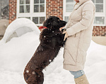Собаки в других городах Московской области: Собака в добрые руки Девочка, Бесплатно - фото 9