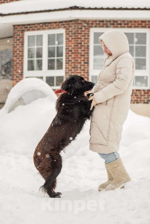Собаки в других городах Московской области: Собака в добрые руки Девочка, Бесплатно - фото 9