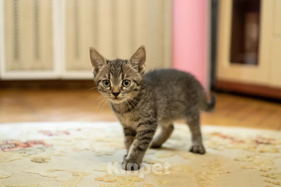 Кошки в Москве: Крошка Спрайт ищет дом!💚 Мальчик, Бесплатно - фото 6